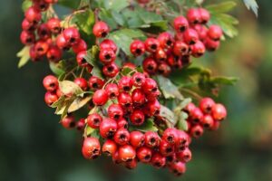 Natural Herbs for Hearing Loss - Hawthorn Berry