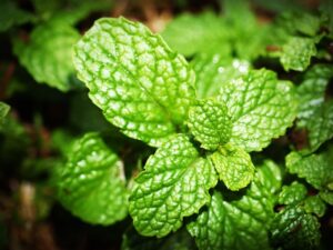 Natural Herbs for Hearing Loss - Spearmints